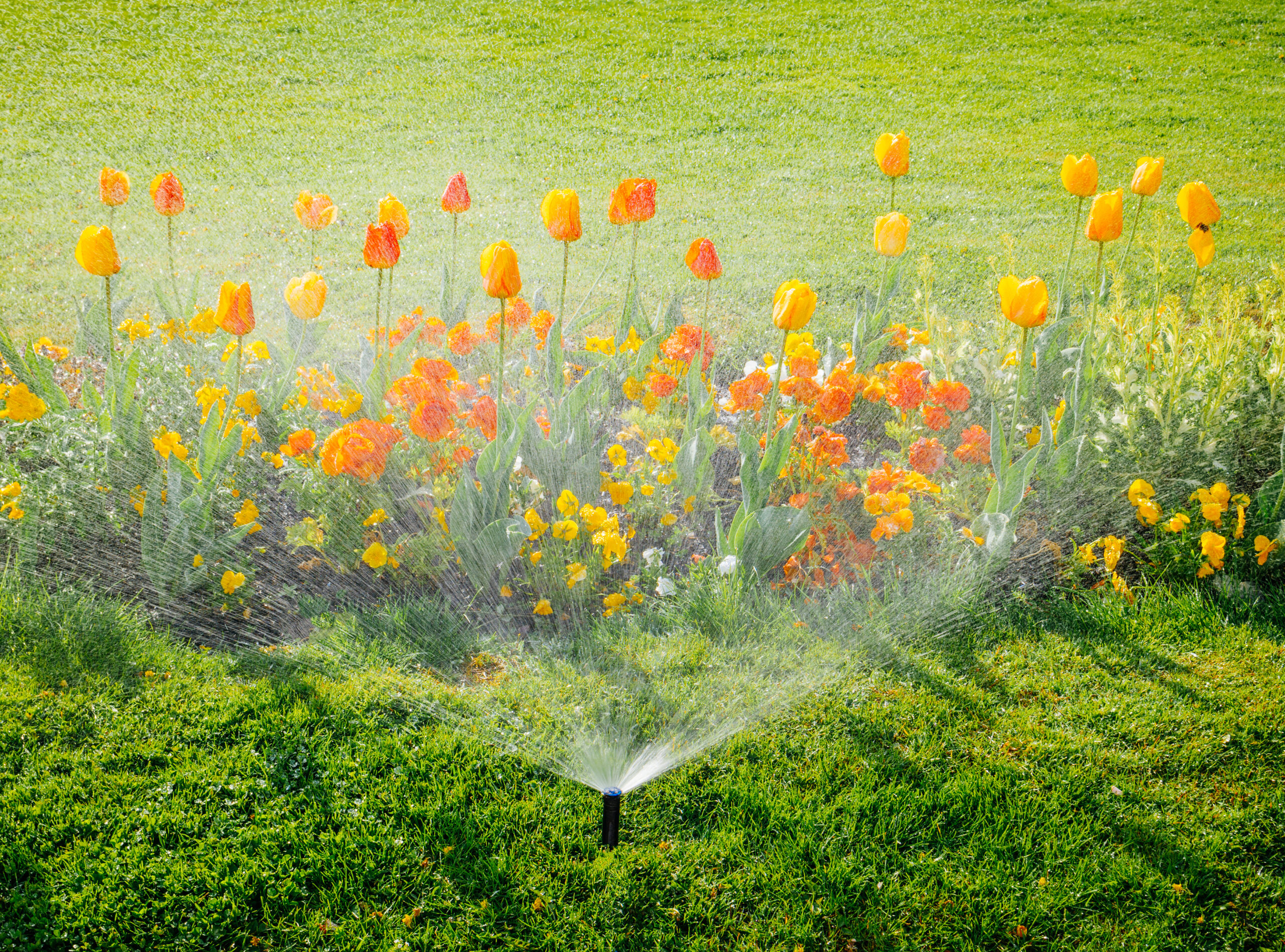 best time to water your lawn
