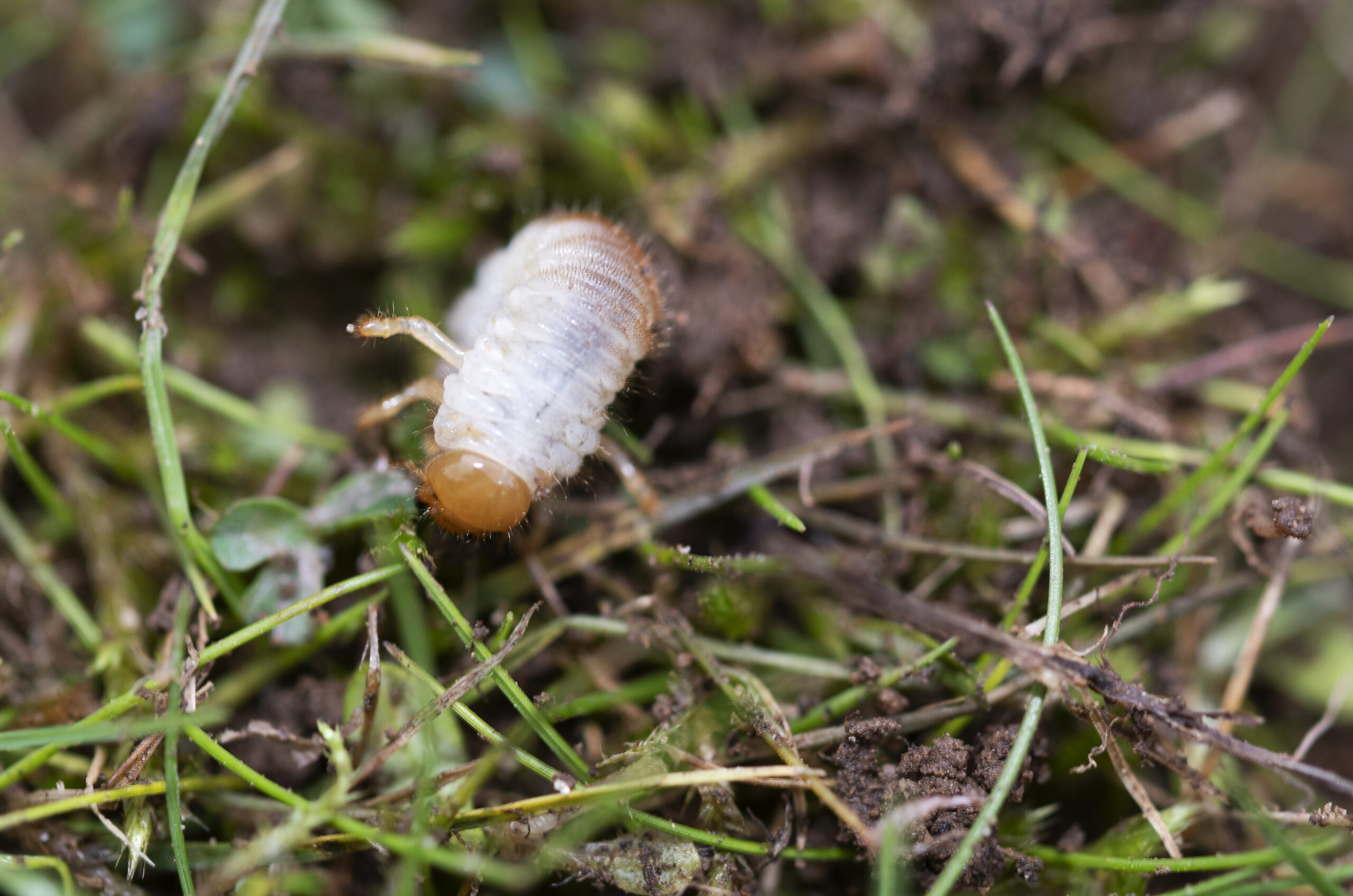 insect pest control ogden utah