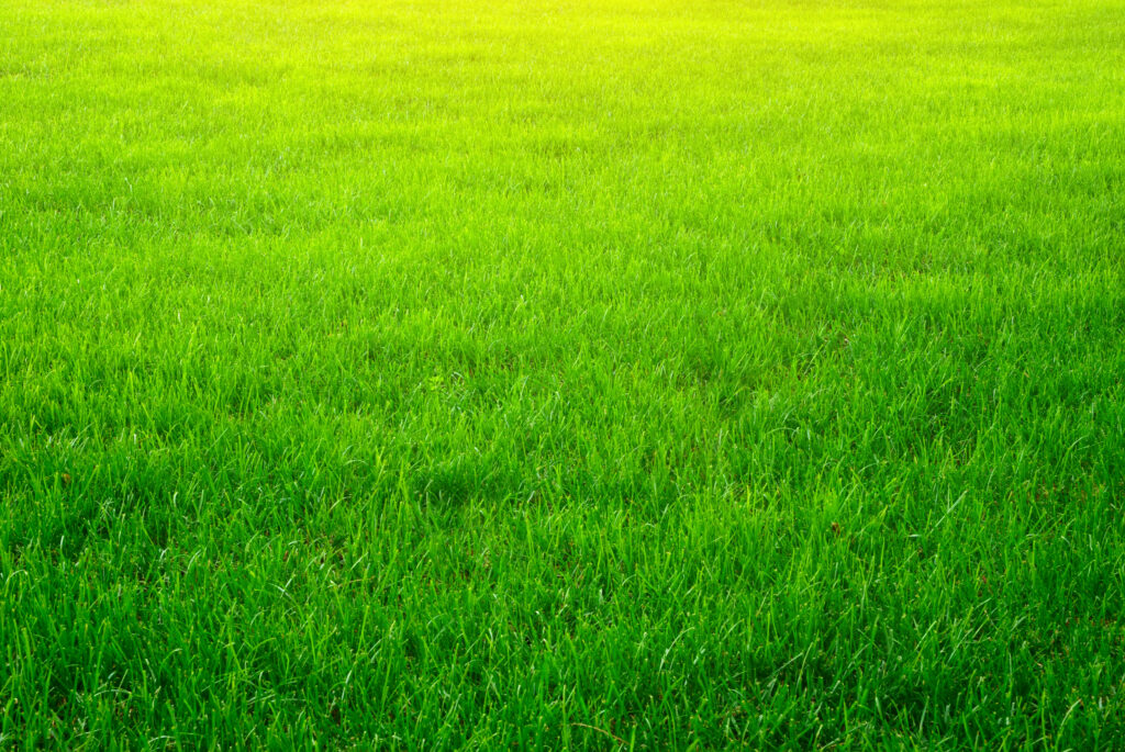 lawn care services ogden utah