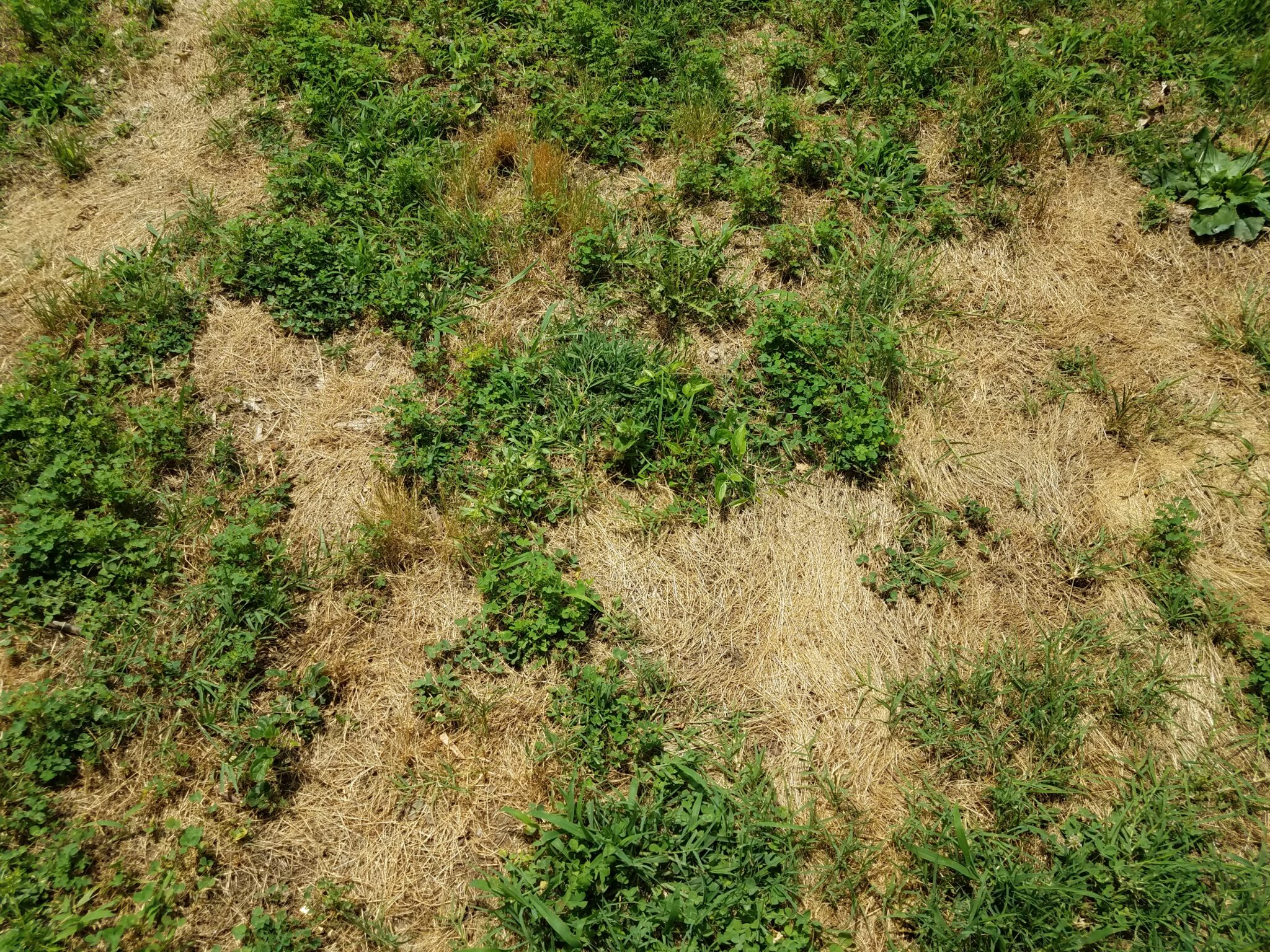 What Can You Do About Brown Spots On Your Lawn? Green Castle Lawn