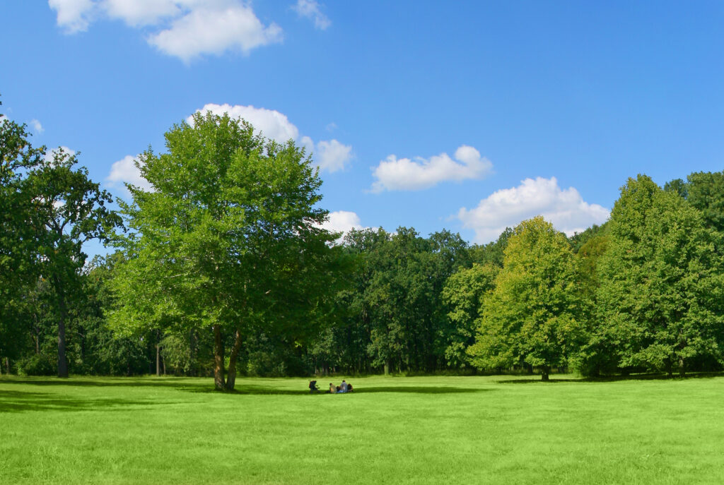 trees and shrubs care ogden utah