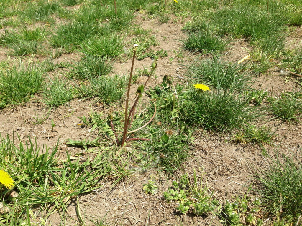 Spring lawn care in Ogden, Utah