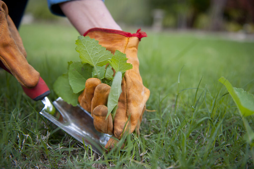 Why Professional Weed Control Services Are More Reliable Than Diy Treatment Professional weed control in Ogden, Utah