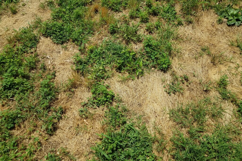 The 6 Benefits Of A Custom Lawn Care Program Custom lawn care program in Ogden, Utah