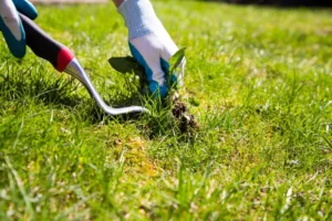Lawn Care Services in Plain City, Utah