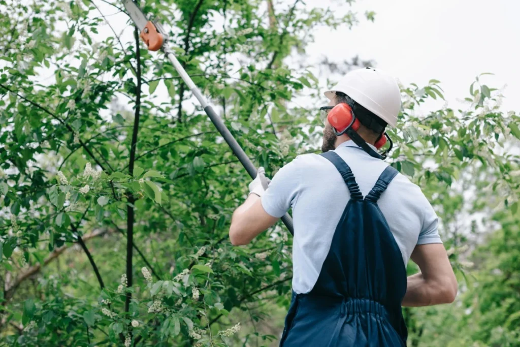 Why Do You Need Professional Tree Trimming? Professional Tree Trimming - Green Castle Lawn Care, Ogden, Utah