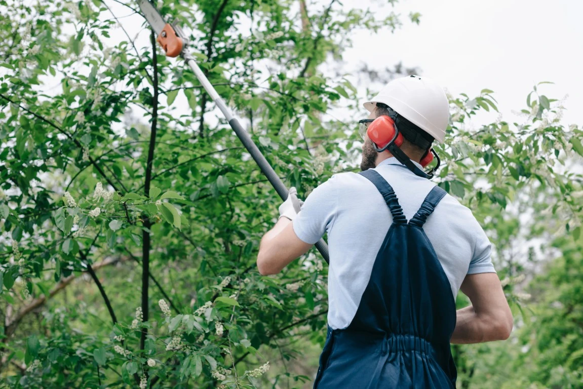 Professional Tree Trimming - Green Castle Lawn Care, Ogden, Utah