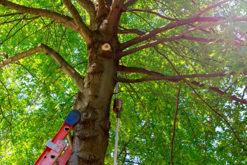 Professional Tree Trimming - Green Castle Lawn Care, Ogden, Utah