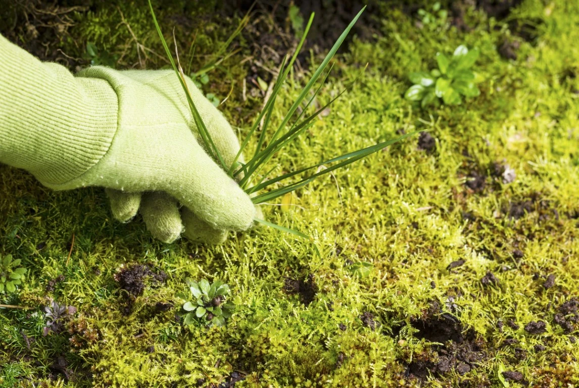 Lawn care services in Marriott-Slaterville, Utah
