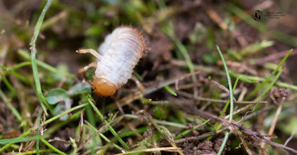 Are Grub Control Services Worth It? Here’s The Honest Truth For Northern Utah Lawns Frustrated Utah homeowner looking at patchy brown grass