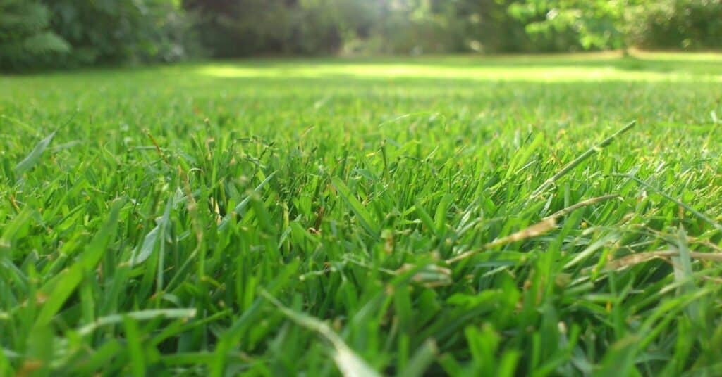 Grub Control Services For Utah Lawns Utah lawn showing brown patches caused by grub infestation