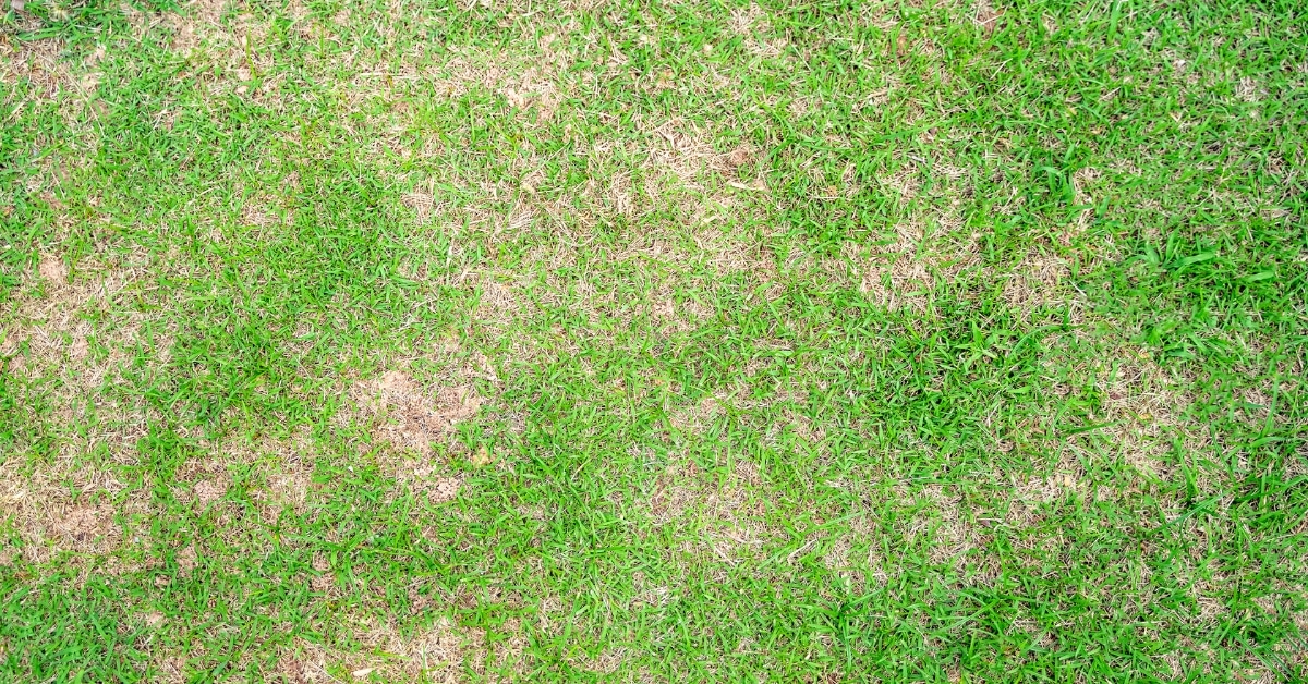 Healthy green lawn in Utah neighborhood