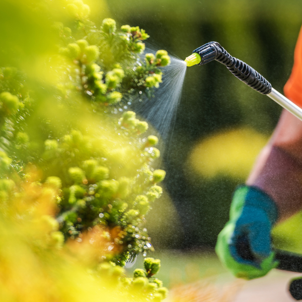Is Tree And Shrub Fertilization And Insect Treatment Service Worth It? Lawn care technician applying fertilizer to shrubs