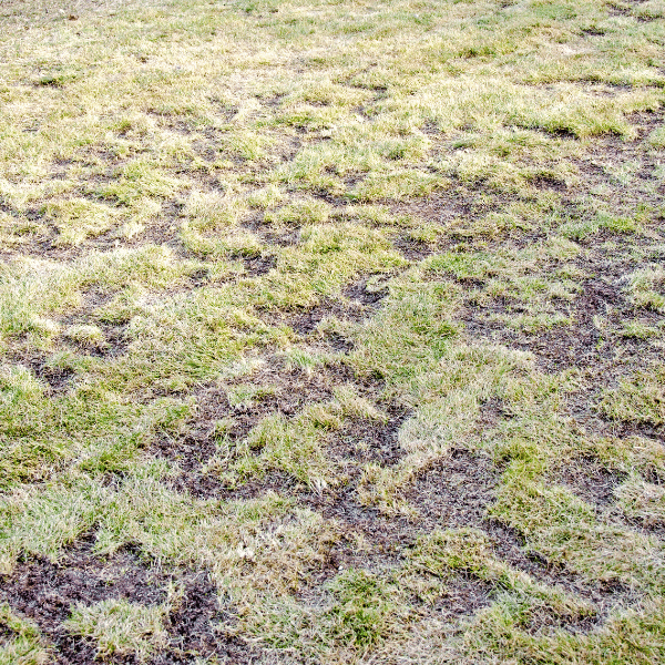 Are Grub Control Services Worth It? Here’s The Honest Truth For Northern Utah Lawns Close-up of lawn grubs in soil eating grass roots