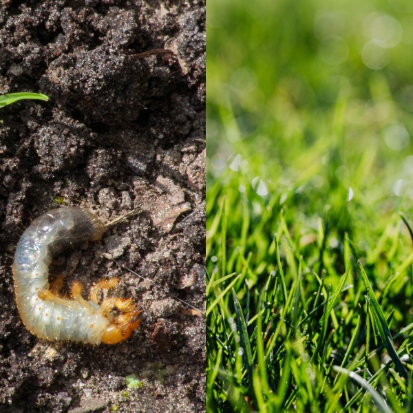 Lawn Insect Control &Amp; Lawn Pest Services In Ogden, Utah Comparison of lawn before and after grub treatment in Northern Utah