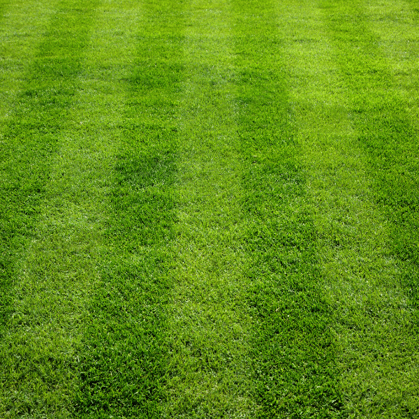 Lawn Seeding Services You Can Trust In Ogden, Utah Lush green grass in Utah after professional lawn seeding service