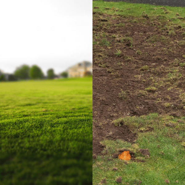 Are Grub Control Services Worth It? Here’s The Honest Truth For Northern Utah Lawns Comparison of healthy grass vs. grub-damaged lawn