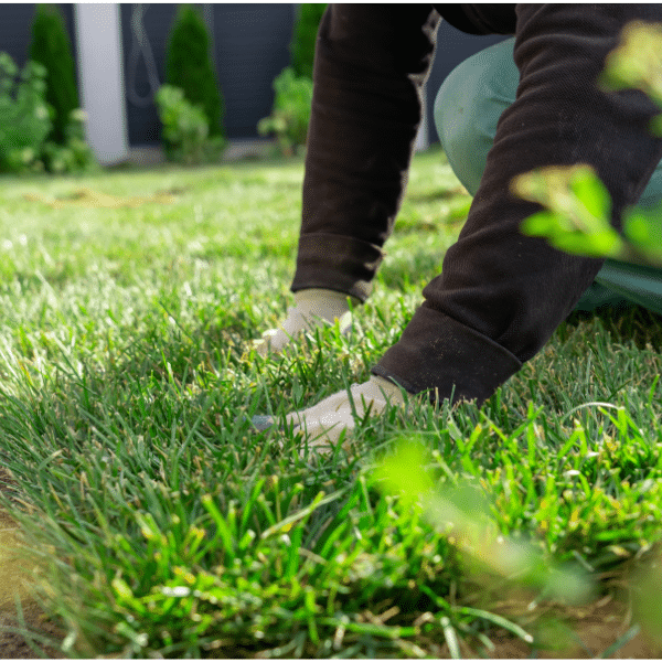 Certified lawn technician applying treatment in Ogden