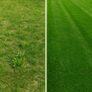 Weed Damage vs. Healthy Lawn in Northern Utah