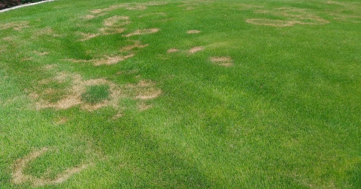 Professional applying lawn fertilizer on a green lawn in Ogden, Utah