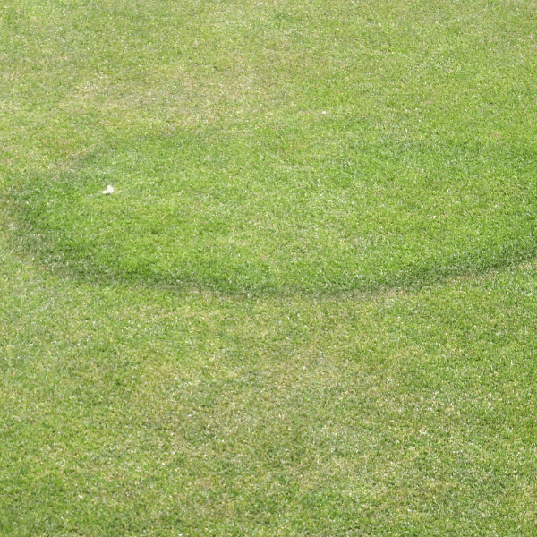 Necrotic ring spot fungus on grass