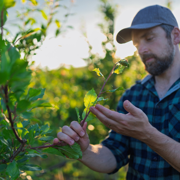 Is Tree And Shrub Fertilization And Insect Treatment Service Worth It? Arborist inspecting a tree for pest damage